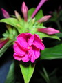 Mirabilis Jalapa